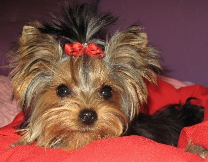 Dollyne my love des Lords de Fanellie