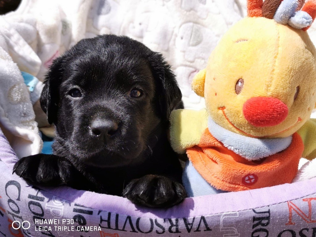 des Lords de Fanellie - Labrador Retriever - Portée née le 30/06/2021